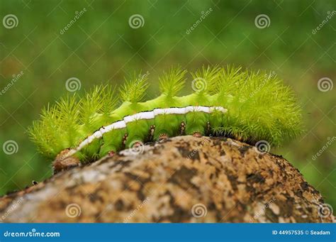 Spiky Green Caterpillar Automeris Io Moth Stock Image - Image of hairy ...
