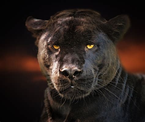 Pantera Negra Jaguar Preto Animais - Foto gratuita no Pixabay