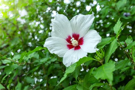 Premium Photo | White mugunghwa flower is a korean national flower or ...