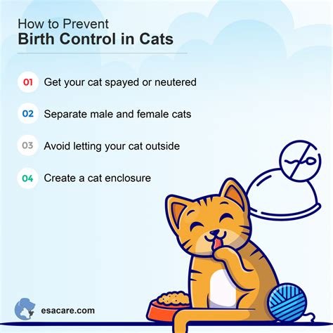 Effective Birth Control Methods for Cats? - ESA Care