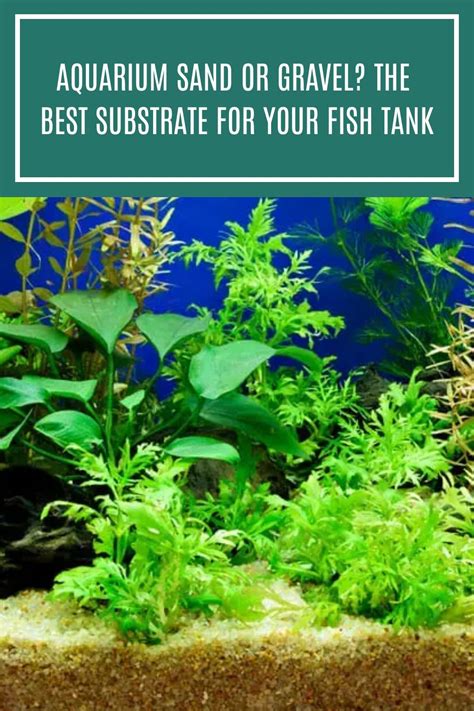 Image result for Fish Tank Substrate