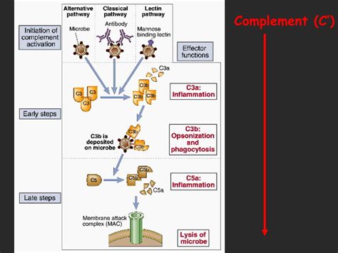 Image result for Complement CAS
