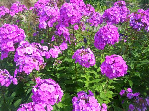 File:Phlox Paniculata.jpg - Wikipedia