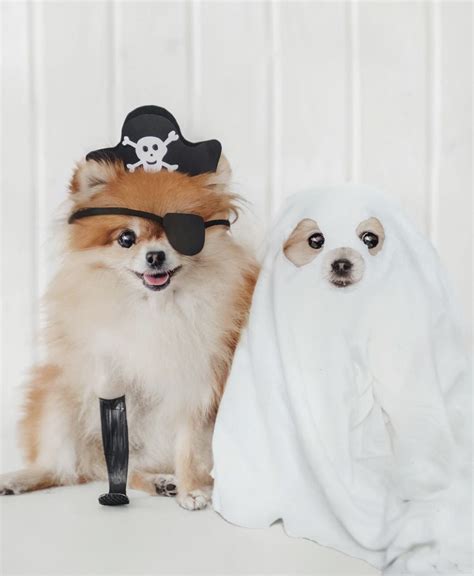 20 hilarious dog costumes that are too cute to ignore – Artofit
