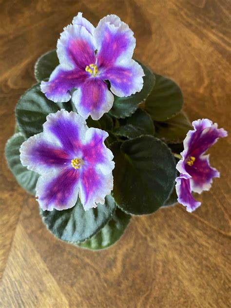 VAT King of Peas African Violet Starter Plant (ALL Starter PLANTS ...