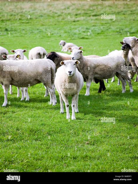 Sheep in a pasture Sweden Stock Photo - Alamy