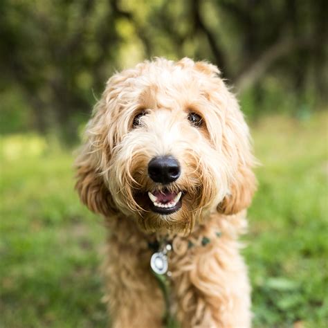 10 best hypoallergenic dog breeds that don't shed