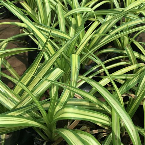 Variegated Dwarf Screw Pine Plant