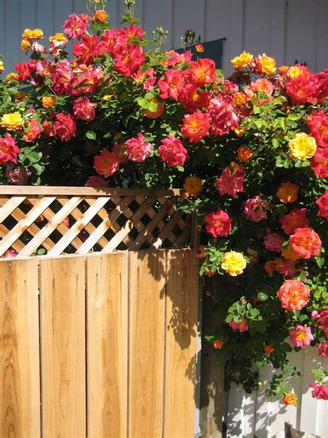 Best 15 Climbing Rose Flowers On Trellis Ideas