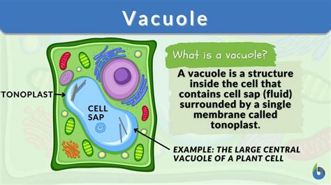Plant Cell Functions Definitions