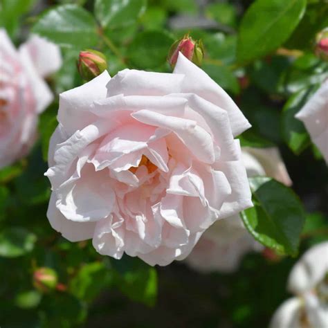 25 pink roses 🌹💕 Revealing the top cultivars for a blush-tinted garden
