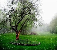 spring rain 的图像结果