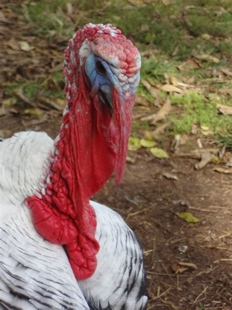 Royal Palm turkeys. #turkey #royal palm #poultry | Animals and pets ...