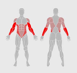 Programme Biceps 的图像结果