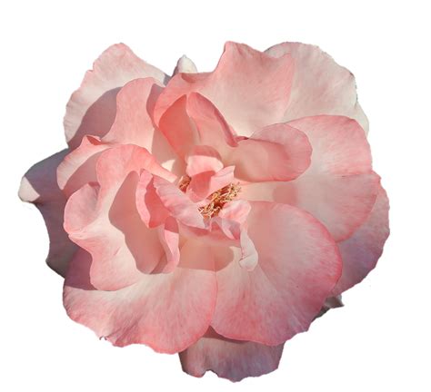 Download High Quality flowers transparent background pink Transparent ...