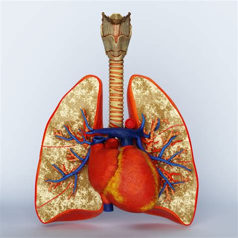 The Heart And Lungs Scienceaid