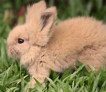 Image result for Bunny Bear Creature