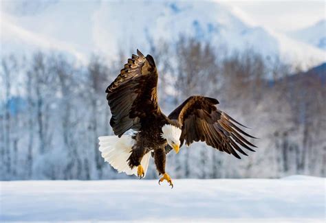 How Long Do Bald Eagles Live? - Bald Eagle Lifespan & Facts