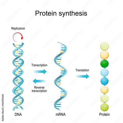 Image result for RNA Replication