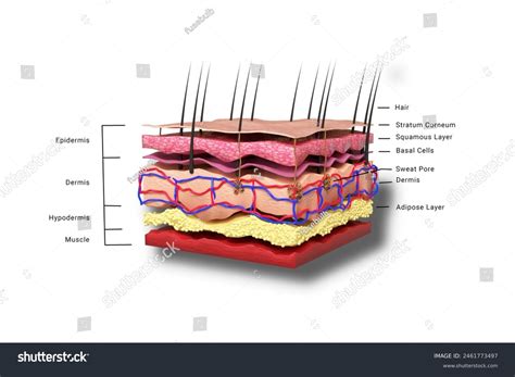 3d Illustration Human Skin Layer Skin Stock Illustration 2461773497 | Shutterstock
