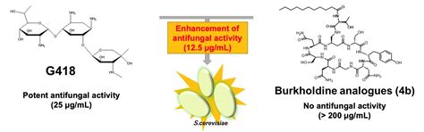 The Hydrophobicity and Antifungal Potentiation of Burkholdine Analogues