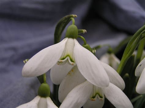 Image result for Spring Snowflake Bells