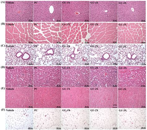 Dual-Action Grouper Bone and Wakame Hydrolysates Supplement Enhances ...