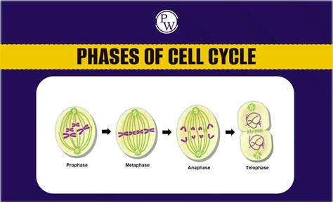 Physics Wallah Live Courses For JEE, NEET & Class 6,7,8,9,10,11,12 ...