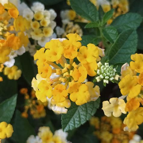 Lantana montevidensis | Fronda