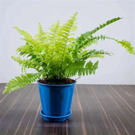Fern Plant Pack ( Combo of 6 Beautiful Ferns ) – Lalit Enterprise