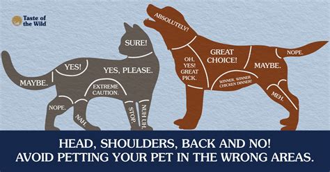 Best Area To Pet A Cat at Sandra Santos blog