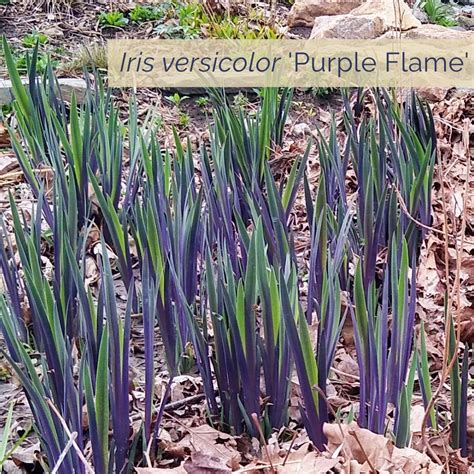 North Creek Nurseries | We've been over the top impressed with this ...