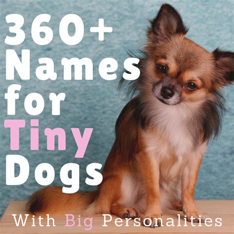 360+ Cute Small Dog Names for Girl and Boy Dogs (With Meanings) - HubPages