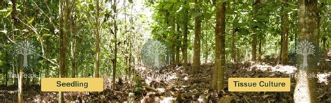 Tissue Culture Teak Plants - Tissue Culture Burma Teak Plants - TruTeak