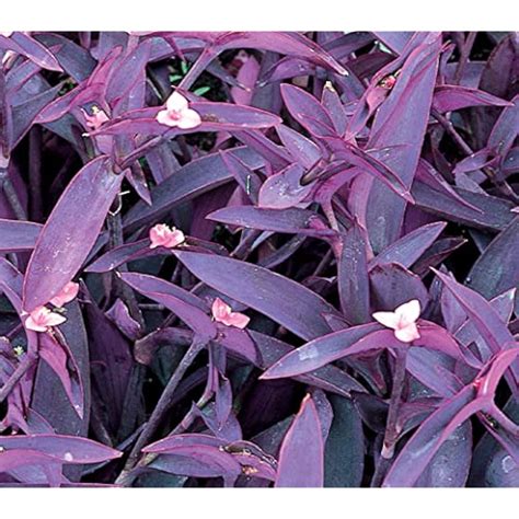 Nature Garden Unrooted Stem Cuttings of Purple Heart India | Ubuy