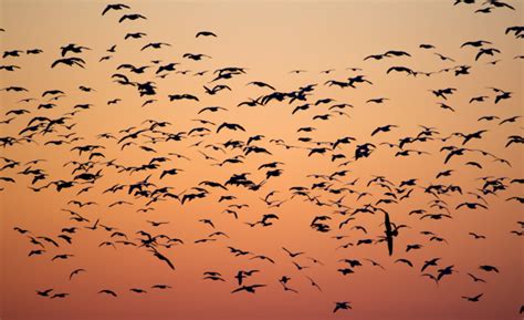 Păsări călătoare | Migrația | Teaching Wiki – Twinkl România