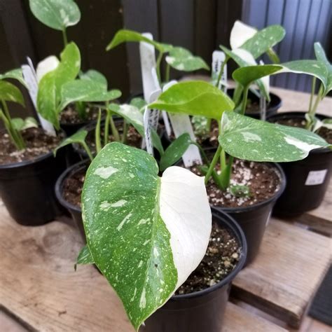 Monstera 'Thai Constellation' - O'Donal's Nursery