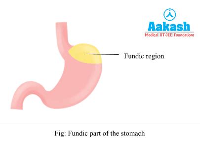 Stomach: Structure, Layers & digestive System | AESL