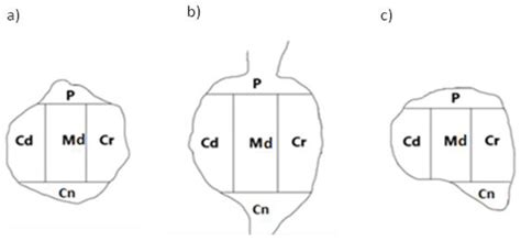 Distribution and Neurochemical Characterization of Dorsal Root Ganglia ...