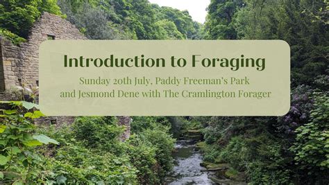 SOLD OUT - Summer Introduction To Foraging at Paddy Freemans Park and ...