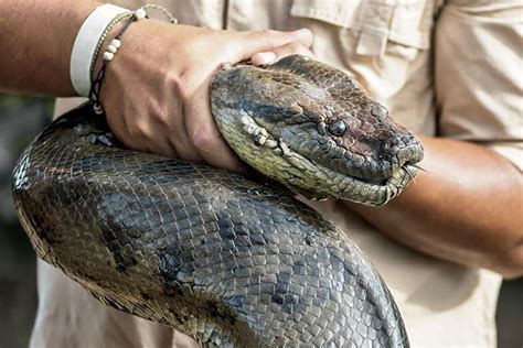 Python Frisst Eine Anakonda 的图像结果