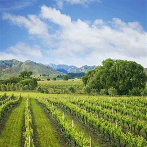 Marlborough Sauvignon Blanc: Best Wines To Buy & More