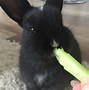 Image result for Baby Bunnies in a Basket