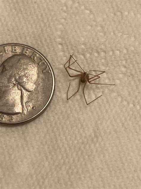 What's this spider found in Phoenix, AZ? A handful have already come ...