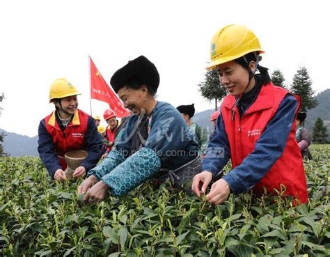 湖南洞口：茶园变课堂 学生学采茶-人民图片网