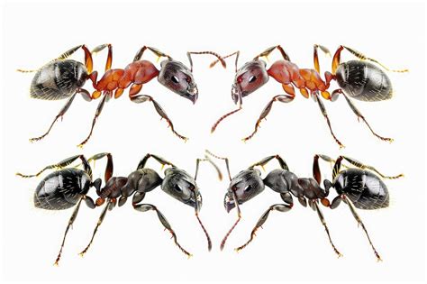 Premium Photo | Four different ant species isolated on png background