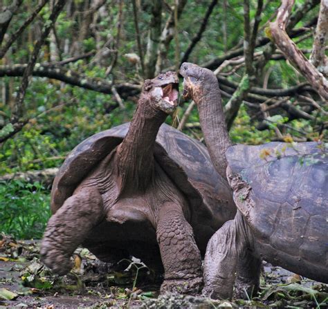 Image result for Animals Explodes