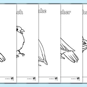 A Tale of Two Feathers: British Birds Colouring Pages