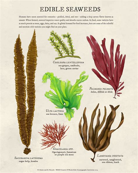 Edible Seaweed – Woods Hole Oceanographic Institution