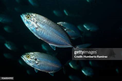 Image result for Blue Runner Fish Speed Video
